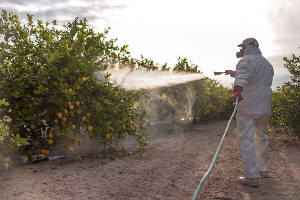 Wasp Removal Services in Fort Dix, NJ