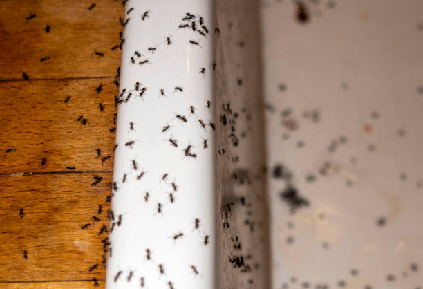 Reliable Fort Dix, NJ Pest Control Solutions